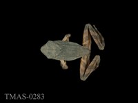 藏品(太田樹蛙)的圖片